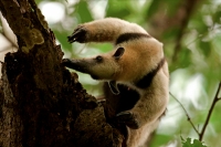 Northern tamandua (Tamandua mexicana) - feeding - Costa Rica