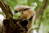 Northern tamandua (Tamandua mexicana) - feeding - Costa Rica