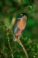 Boat-billed Heron - (Cochlearius cochlearius) -Costa Rica