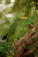 Yellow-naped Amazon (Amazona auropalliata) - Costa Rica