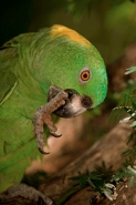 Yellow-naped Amazon (Amazona auropalliata) - Costa Rica