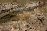 American Crocodile - Crocodylus acutus - Costa Rica