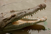 American Crocodile - Crocodylus acutus - Costa Rica