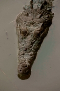 American Crocodile - Crocodylus acutus - Costa Rica