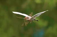 Cattle Egret (Bubulcus ibis) -Costa Rica - At nesting colony -tr