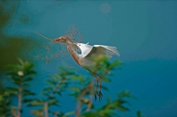 Cattle Egret (Bubulcus ibis) -Costa Rica - At nesting colony -tr