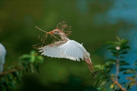 Cattle Egret (Bubulcus ibis) -Costa Rica - At nesting colony -tr
