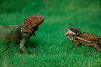 Green Iguana - (Iguana iguana) and Common Basilisk - (Basiliscus