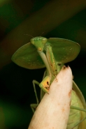 Hooded mantis (Choerododis rhombifolia) -  Costa Rica