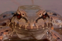 Smoky Jungle Frog (Leptodactylus pentadactylus) Central American