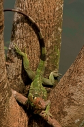 Green Iguana - (Iguana iguana) - Costa Rica - Tropical rainfores