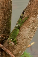 Green Iguana - (Iguana iguana) - Costa Rica - Tropical rainfores