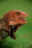 Green Iguana - (Iguana iguana) - Costa Rica - Tropical rainfores
