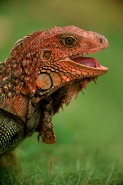 Green Iguana - (Iguana iguana) - Costa Rica - Tropical rainfores
