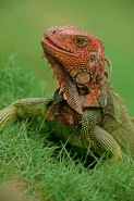 Green Iguana - (Iguana iguana) - Costa Rica - Tropical rainfores