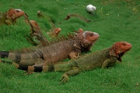 Green Iguana - (Iguana iguana) - Costa Rica - Tropical rainfores