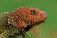 Green Iguana - (Iguana iguana) - Costa Rica - Tropical rainfores