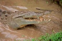 American Crocodile - Crocodylus acutus - Costa Rica