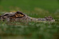 Spectacled Caiman -(Caiman crocodilus)  - Costa Rica