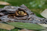 Spectacled Caiman -(Caiman crocodilus)  - Costa Rica