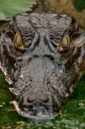 Spectacled Caiman -(Caiman crocodilus)  - Costa Rica