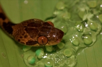 Northern cat-eyed snake - (Leptodeira septentrionalis) - eating