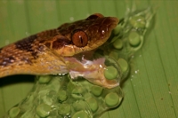 Northern cat-eyed snake - (Leptodeira septentrionalis) - eating