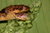 Northern cat-eyed snake - (Leptodeira septentrionalis) - eating