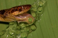 Northern cat-eyed snake - (Leptodeira septentrionalis) - eating