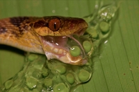 Northern cat-eyed snake - (Leptodeira septentrionalis) - eating