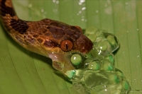 Northern cat-eyed snake - (Leptodeira septentrionalis) - eating