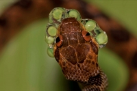 Northern cat-eyed snake - (Leptodeira septentrionalis) - eating