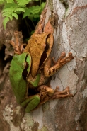 Masked Treefrog -(Smilisca phaeota) - Costa Rica