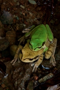 Masked Treefrog -(Smilisca phaeota) - Costa Rica