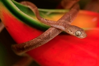 Blunthead Tree Snake - (Imantodes cenchoa) - Costa Rica