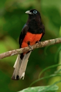 Baird\'s Trogon - (Trogon bairdii) - Costa Rica - male