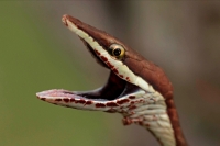 Brown Vine Snake (Oxybelis aeneus), Costa Rica, rear-fanged, mil