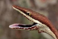 Brown Vine Snake (Oxybelis aeneus), Costa Rica, rear-fanged, mil