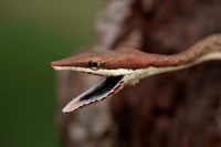 Brown Vine Snake (Oxybelis aeneus), Costa Rica, rear-fanged, mil