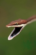 Brown Vine Snake (Oxybelis aeneus), Costa Rica, rear-fanged, mil