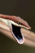 Brown Vine Snake (Oxybelis aeneus), Costa Rica, rear-fanged, mil