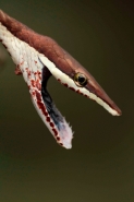 Brown Vine Snake (Oxybelis aeneus), Costa Rica, rear-fanged, mil