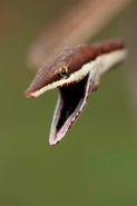 Brown Vine Snake (Oxybelis aeneus), Costa Rica, rear-fanged, mil