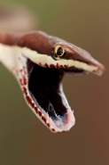 Brown Vine Snake (Oxybelis aeneus), Costa Rica, rear-fanged, mil