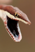 Brown Vine Snake (Oxybelis aeneus), Costa Rica, rear-fanged, mil