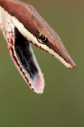 Brown Vine Snake (Oxybelis aeneus), Costa Rica, rear-fanged, mil