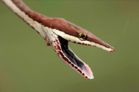 Brown Vine Snake (Oxybelis aeneus), Costa Rica, rear-fanged, mil