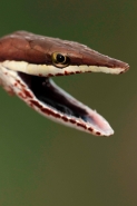 Brown Vine Snake (Oxybelis aeneus), Costa Rica, rear-fanged, mil