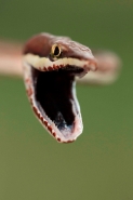 Brown Vine Snake (Oxybelis aeneus), Costa Rica, rear-fanged, mil