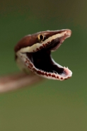Brown Vine Snake (Oxybelis aeneus), Costa Rica, rear-fanged, mil